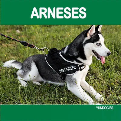 Arneses para perro