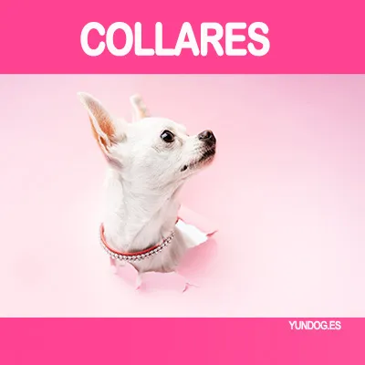 collares para perro