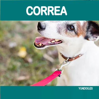 Correas para perros