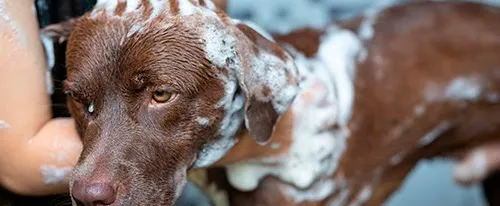 Dieta Comercial para Perros