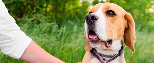 Dieta Comercial para Perros