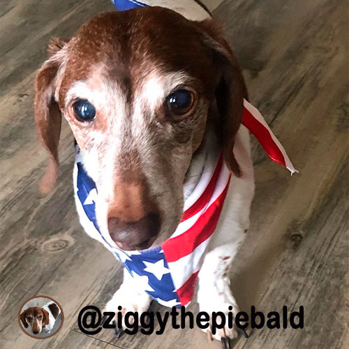 @ziggythepiebald