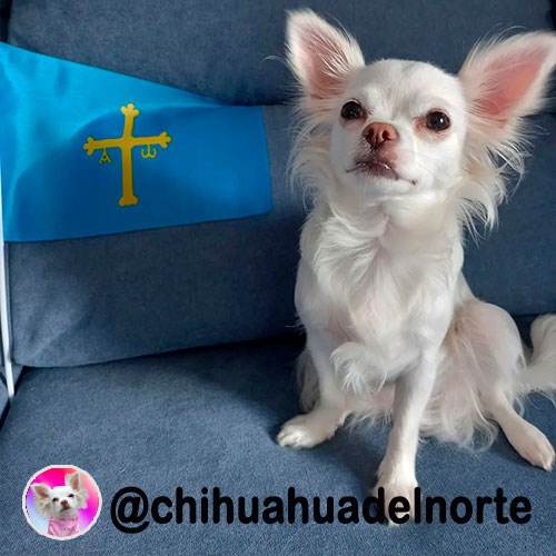 @chihuahuadelnorte