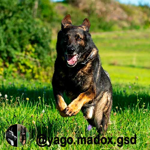 @yago.madox.gsd